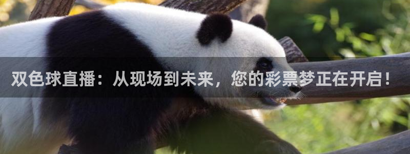 袋鼠体育直播app下载：双色球直播：从现场到未来，您的彩票梦正在开启！